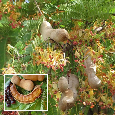 Aywal IMLI seeds beej,Tamarind Seed(14 g)