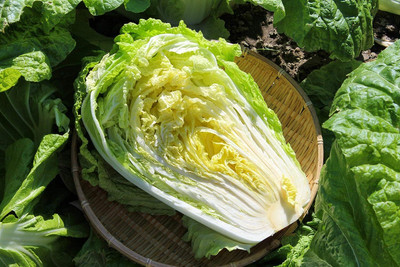 WILLVINE HAR -II Chinese Cabbage High Germination Seeds [10g] Seed(3000 per packet)
