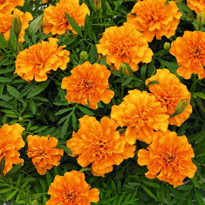 Avysa French गेंदे का फूल/Marigold Flower Orange Seed(200 per packet)