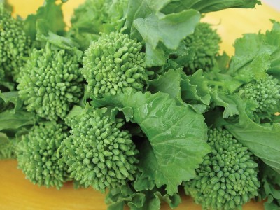 Qualtivate HYB-5A Raab Spring Broccoli Seeds Seed(300 per packet)