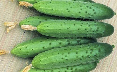 Avysa Self-Pollinating Cucumber April F1 Heirloom Vegetable Seeds-CuC_1346 Seed(300 per packet)