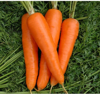 BDSresolve Carrot seeds hybrid all season Pack of 100 Seed(100 per packet)