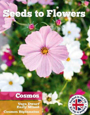 CYBEXIS Cosmos - Vega Dwarf - Early Mixed - Cosmos BIPINNATUS Seed(50 per packet)