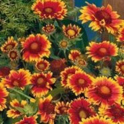 Aywal Gaillardia Double Beautiful Flower Seeds In Different Colors F1 Hybrid Seed(20 per packet)