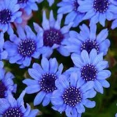 Epazo Daisy Seed(34 per packet)