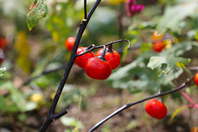 Profchef tomato Seed(120 per packet)