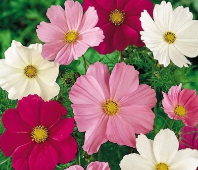 CYBEXIS Cosmos BIPINNATUS- Sensation Mixture - HIGH Quality Organic Flower Seeds Seed(50 per packet)