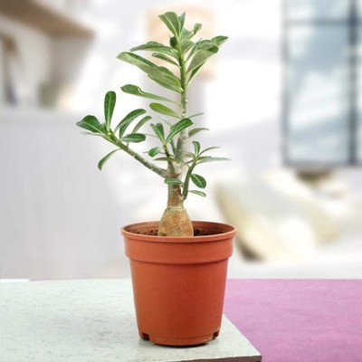 Qualtivate VVI-433 Desert Rose -Adenium obesum Seed(30 per packet)