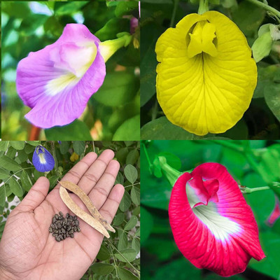 Pbevergreen Butterfly Pea Flower Mix Colour Seed(28 per packet)