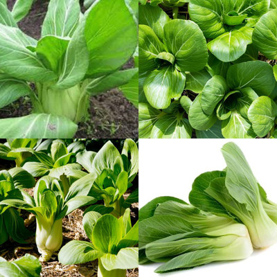 sbains Pak Choi Seeds For Kitchen Garden no of seeds 16 Seed(16 per packet)