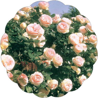 CYBEXIS PUAS-43 - Pink Climbing Rose - (100 Seeds) Seed(100 per packet)