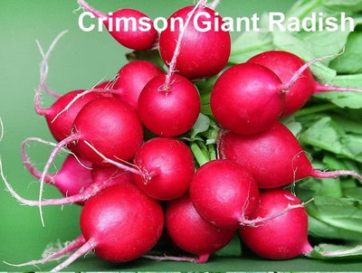 CYBEXIS VVI-89 - Crimson Giant Radish - (2250 Seeds) Seed(2250 per packet)