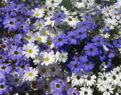 VibeX PAU-79 - Chrysanthemum - (30 Seeds) Seed(30 per packet)