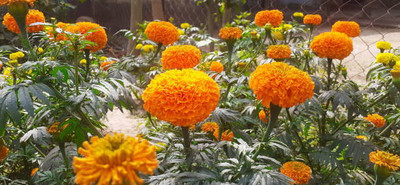JDM marigold/gende ka phool flower seeds Seed(75 per packet)