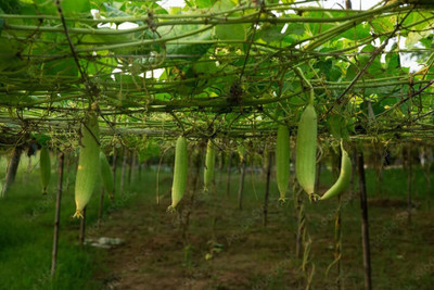 KNESSiN Open-Pollinated Komal Sponge Gourd Seeds For Kitchen Gardening (500 Seeds) Seed(500 per packet)