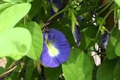 VibeX KGF -88 - Clitoria ternatea Blue Butterfly Pea - (900 Seeds) Seed(900 per packet)