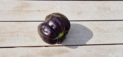 KNESSiN High Yield Black Beauty Capsicum Seeds For Planting-(200 Seeds) Seed(200 per packet)