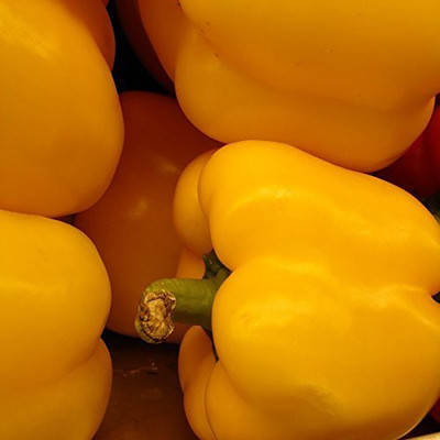 CYBEXIS VXI-19 - Yellow Capsicum Vegetable - (1350 Seeds) Seed(1350 per packet)