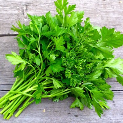 CYBEXIS XLL-1 - Single Italian Parsley - (750 Seeds) Seed(750 per packet)