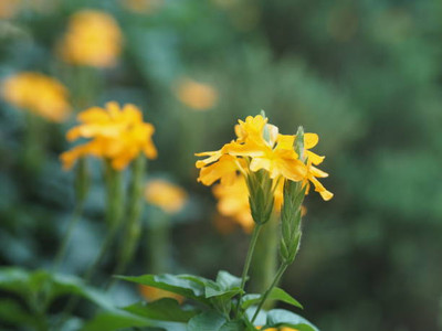 Oliver kanakambaram-firecracker-crossandra Seed(30 per packet)