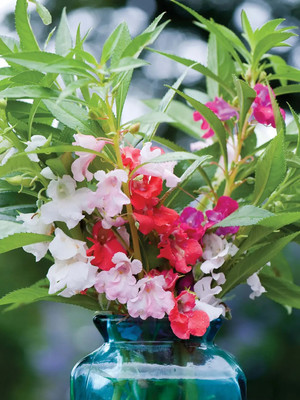 DEYS AGRO ™ balsam flower seeds,double petal Seed(108 per packet)