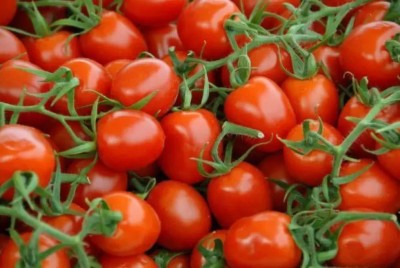 MAA Cherry Tomato, Tomato Seed(280 per packet)