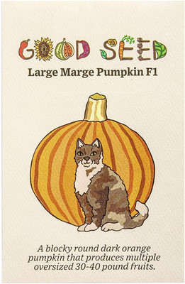 VibeX ® VLR-745 Large Marge F1 Pumpkin Seeds Seed(50 per packet)