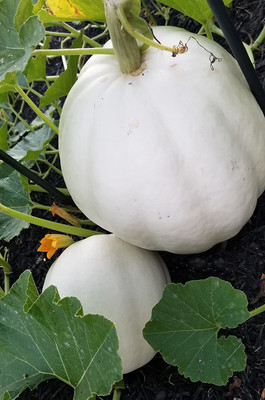 WILLVINE NBIR-644 Lumina Ghost Polar Bear Pumpkins Squash Seed(50 per packet)