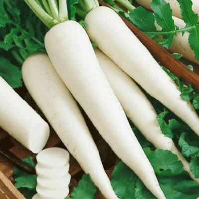 Avysa White Icicle Radish Seed(1200 per packet)
