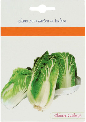 WILLVINE GBPUT -V Chinese Cabbage (Napa Cabbage) [5g] Seed(1500 per packet)