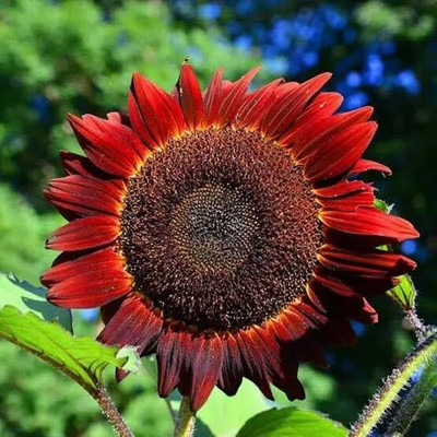 Aywal Hybrid giant sunflower Seed(7 g)