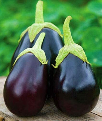 CYBEXIS Brinjal Aubergine Black Beauty Egg Plant Large(Solanum Melongena)2400 Seeds Seed(2400 per packet)
