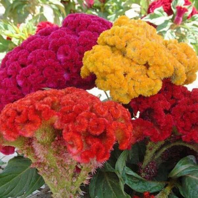 Epazo Cockscomb Seed(20 per packet)