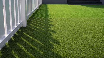 abiswas Bermuda Grass Seed(23000 per packet)