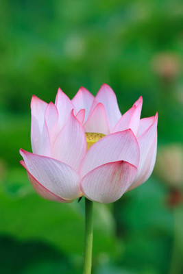 SM PLUS lotus,kamal gatta Seed(11 per packet)
