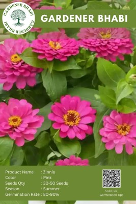 Gardener Bhabi Zinnia Pink Flower Seeds Seed(30 per packet)