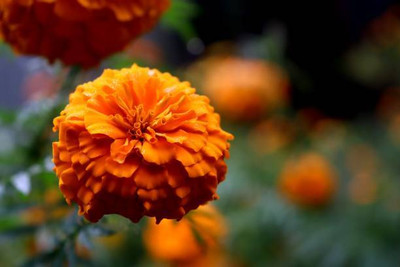 Aavik marigold/gende ka phool flower seeds Seed(25 per packet)