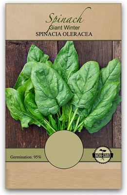 Qualtivate HYB-2A Giant Winter Spinach Non-GMO Seeds Seed(300 per packet)