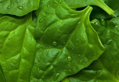 KNESSiN Organic New Zealand Spinach Seeds - Tetragonia expansa Seed(200 per packet)