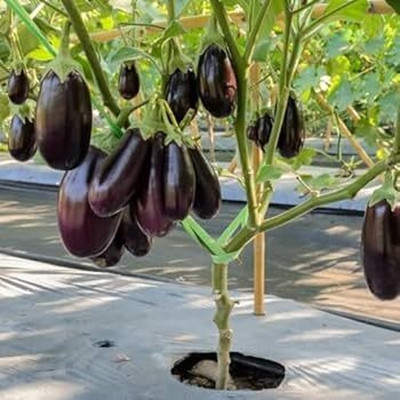 LIFELEX Mukta Kashi Round F1 Hybrid Brinjal Seeds, Dark Purple Brinjal Seed(48 per packet)