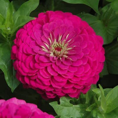 Lorvox Zinnia Mix Hybrid Summer-Spring Season Seed(70 per packet)