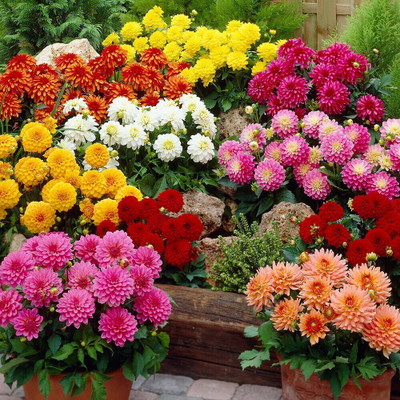 seedagro Dahlia Double Figaro Mix 25 seed Seed(10 per packet)