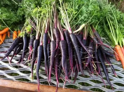 MAA Carrot Black, Gajar Seed(88 per packet)