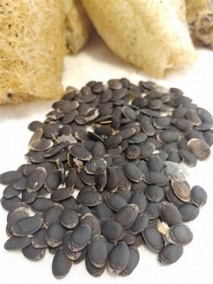 CYBEXIS HUA-99 - Sponge Gourd Muop Huong - (900 Seeds) Seed(900 per packet)