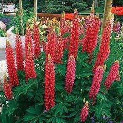 JRYU Lupin Mixed Color F1 Hybrid Flower Seed(20 per packet)