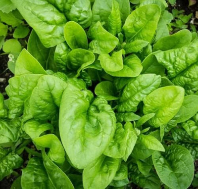 DEYS AGRO ™ spinach seeds, palak|palong seeds, high germination vegetable seeds Seed(69 per packet)