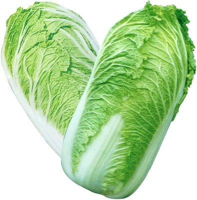 CYBEXIS Chinese Cabbage Seeds Annual 500 Seeds Seed(500 per packet)