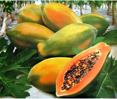 Farmonix Royale Papaya Seeds Seed(50 per packet)