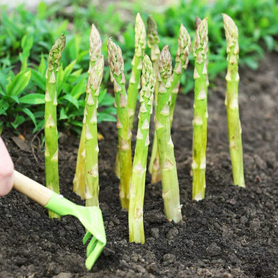 CYBEXIS Hybrid Asparagus Seeds for Gardening Planting400 Seeds Seed(400 per packet)