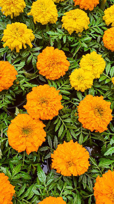Super napier marigold/gende ka phool flower seeds Seed(25 per packet)